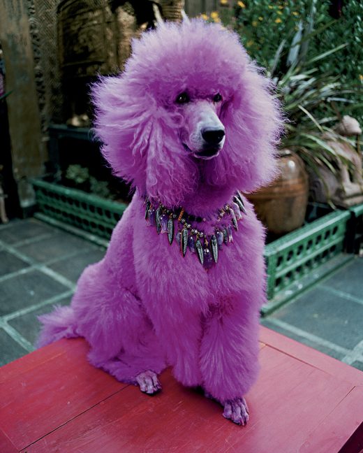 Image by Dewey Nicks